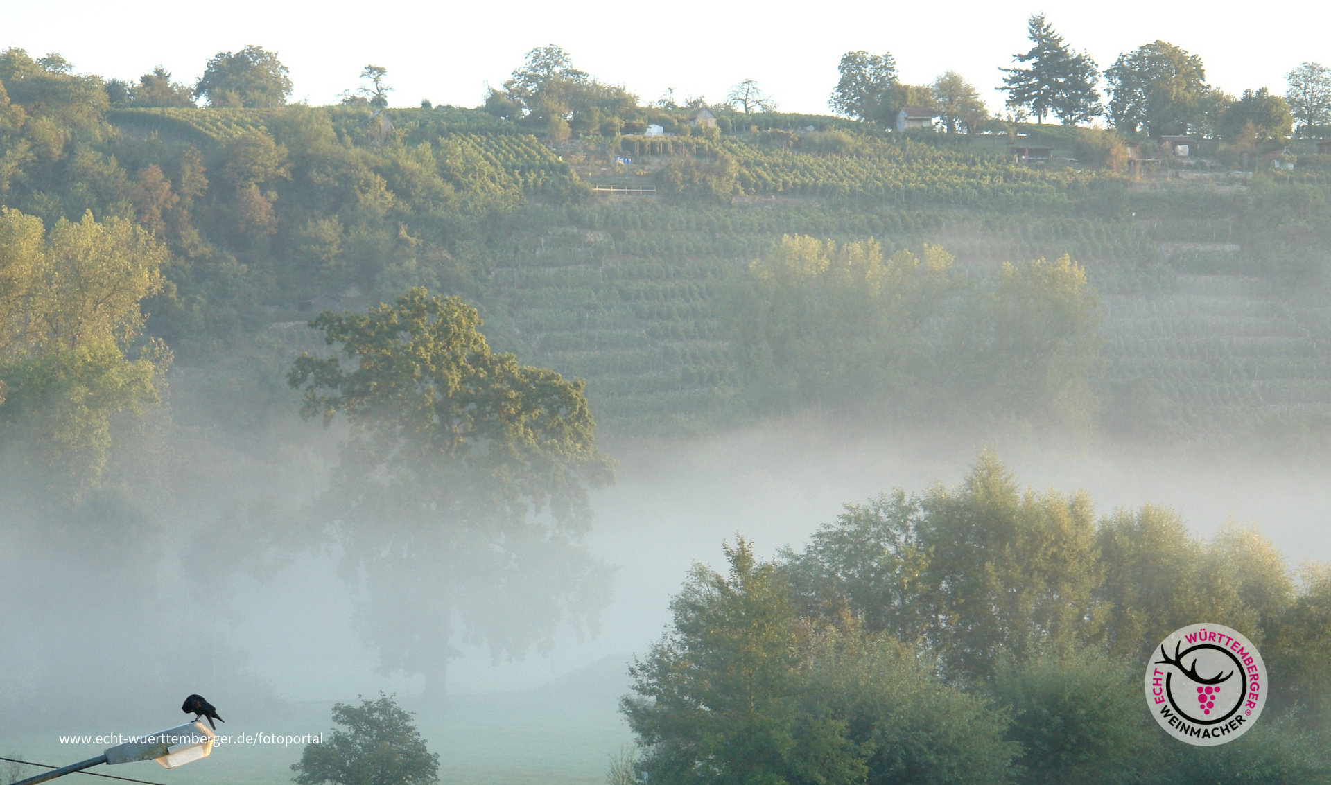 Frühnebel