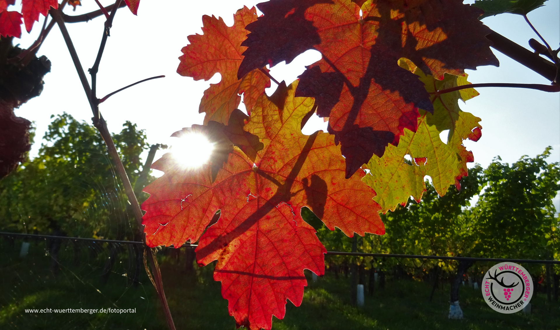 Herbstsonne