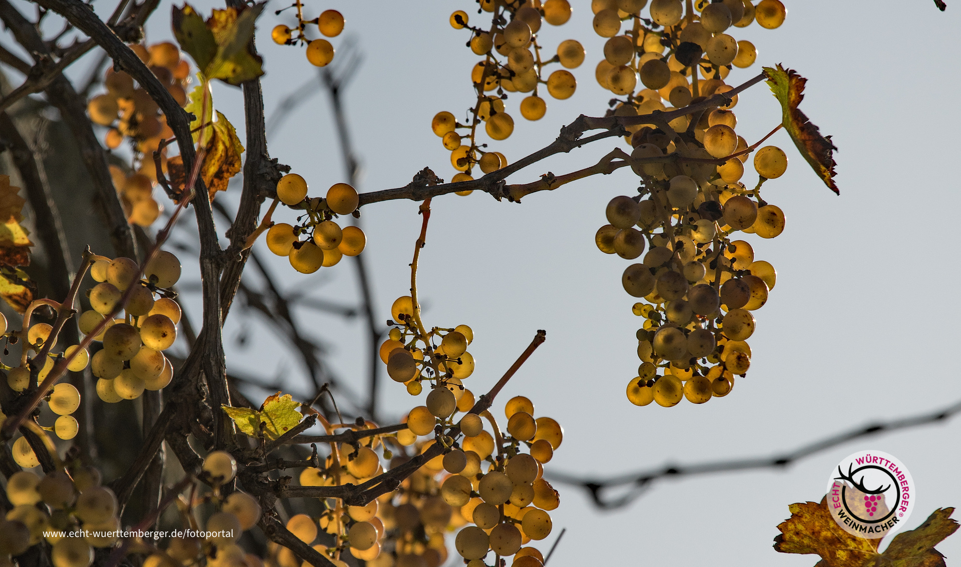 Goldene Trauben beim Asperger Berg