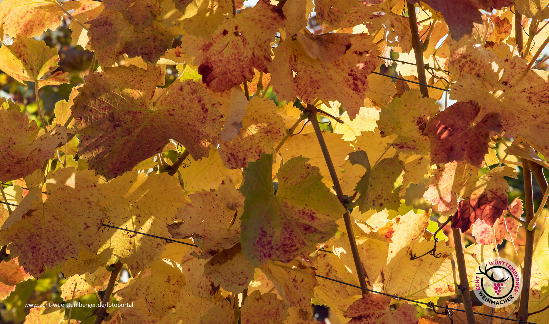 Herbstfarben beim Asperger Berg