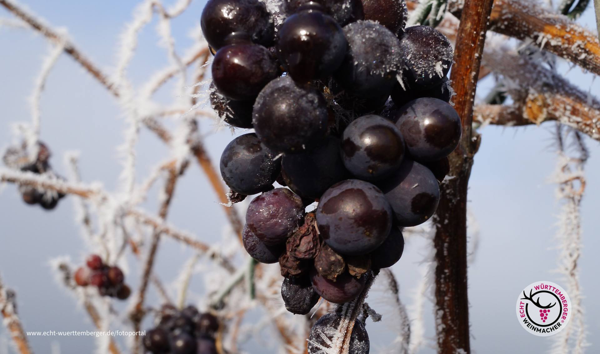 Eiswein