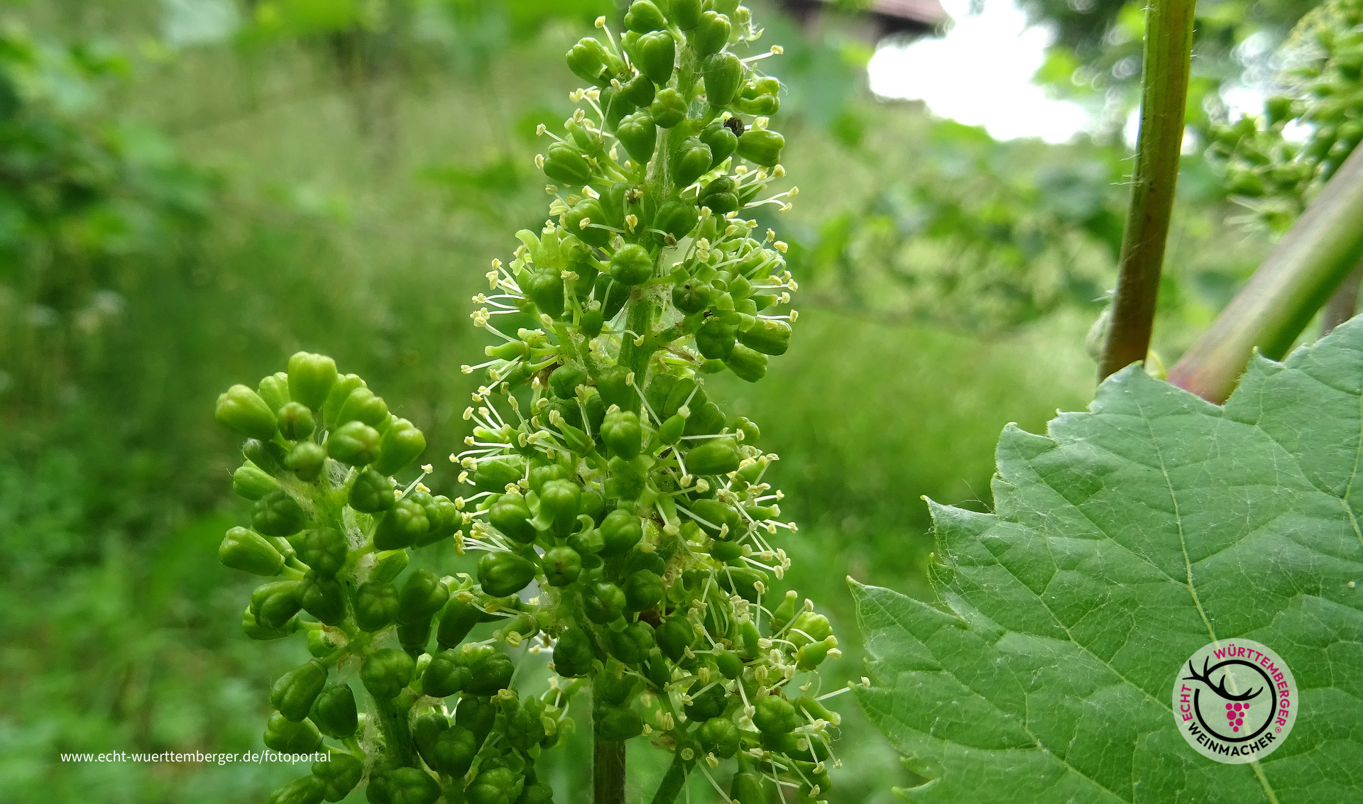 Blühender Wein