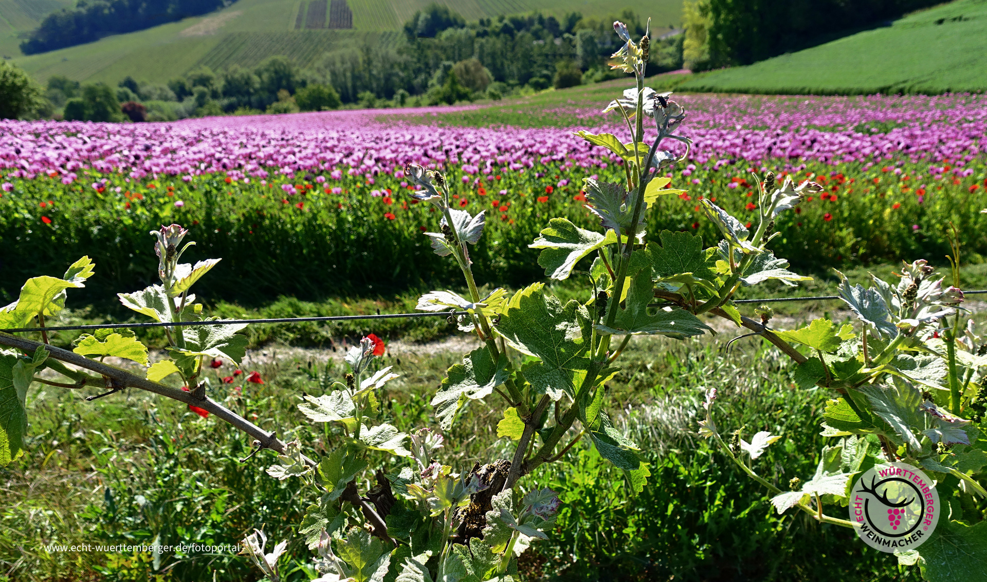 Lila Rausch für Traubenblüten unterhalb dem Erlenbacher Kayberg