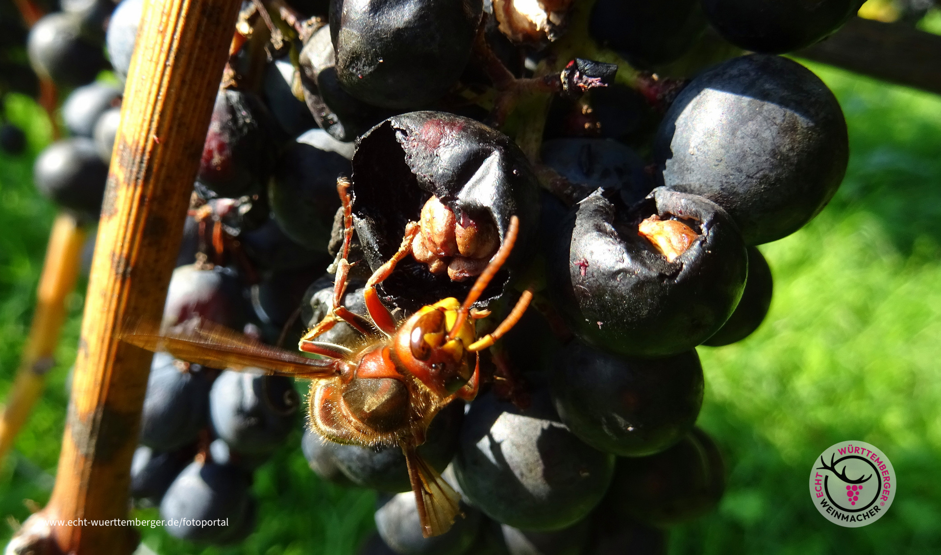 Tierische Nascher