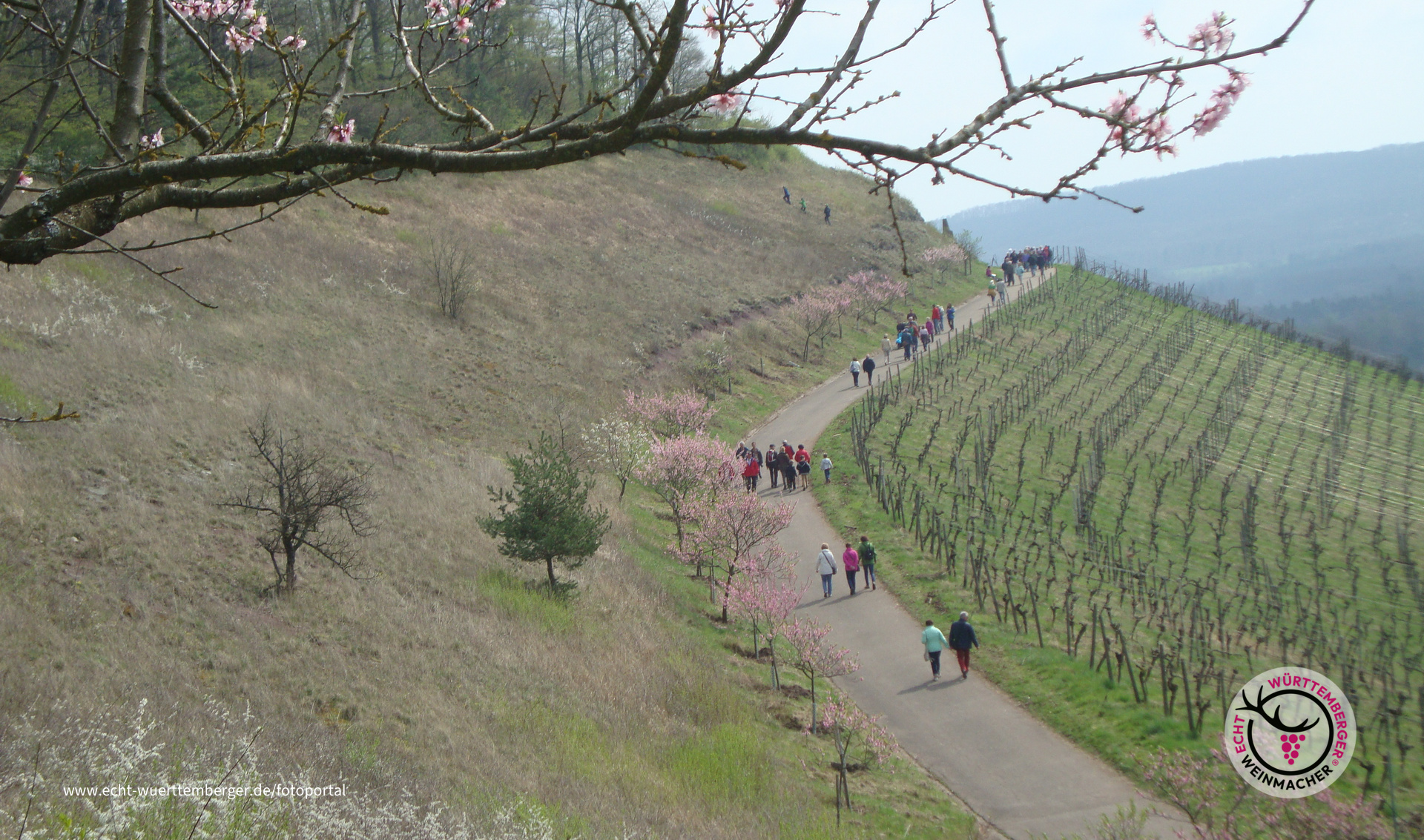 Mandelblütenfest in Diefenbach 2017