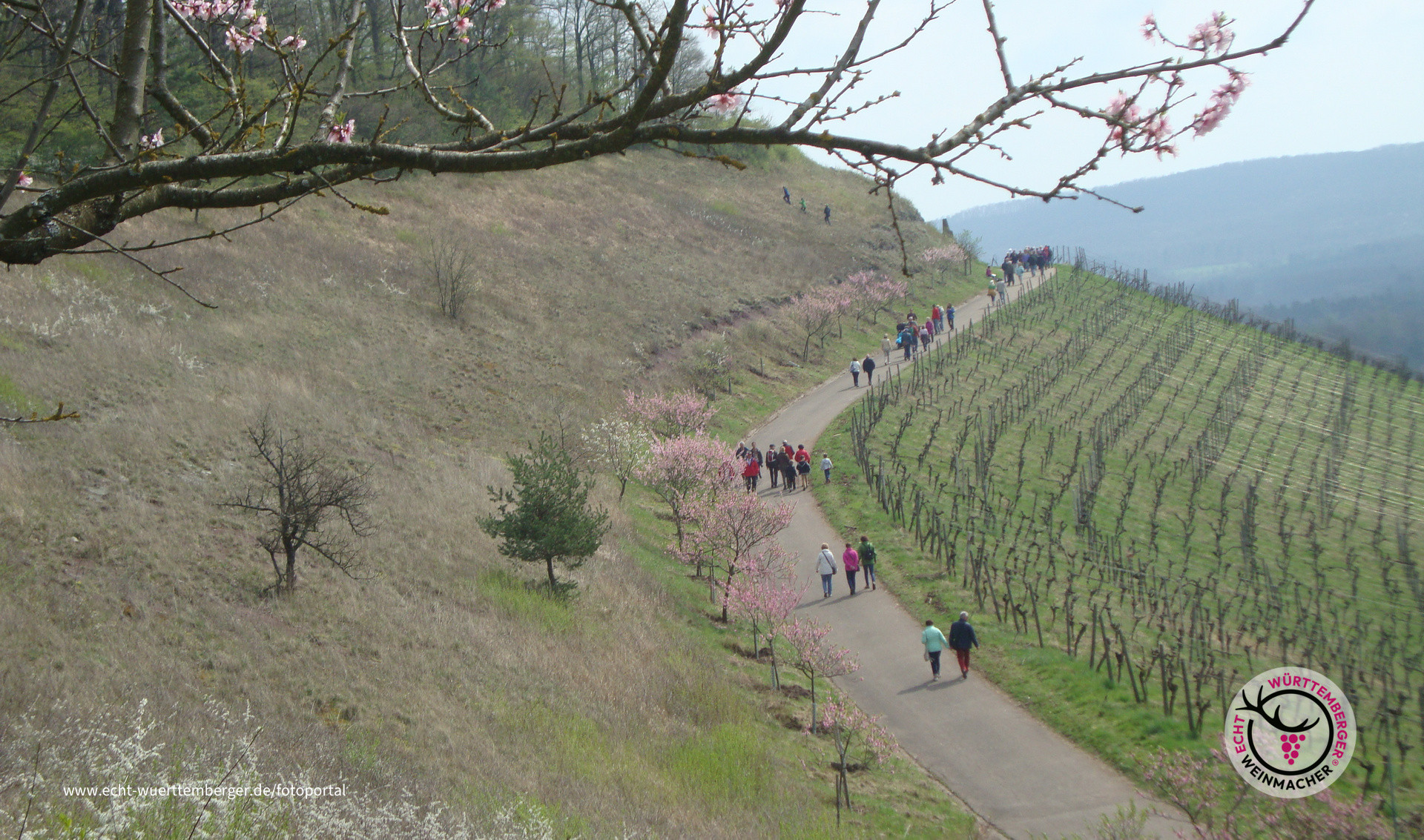 Mandelblütenfest in Diefenbach 2017