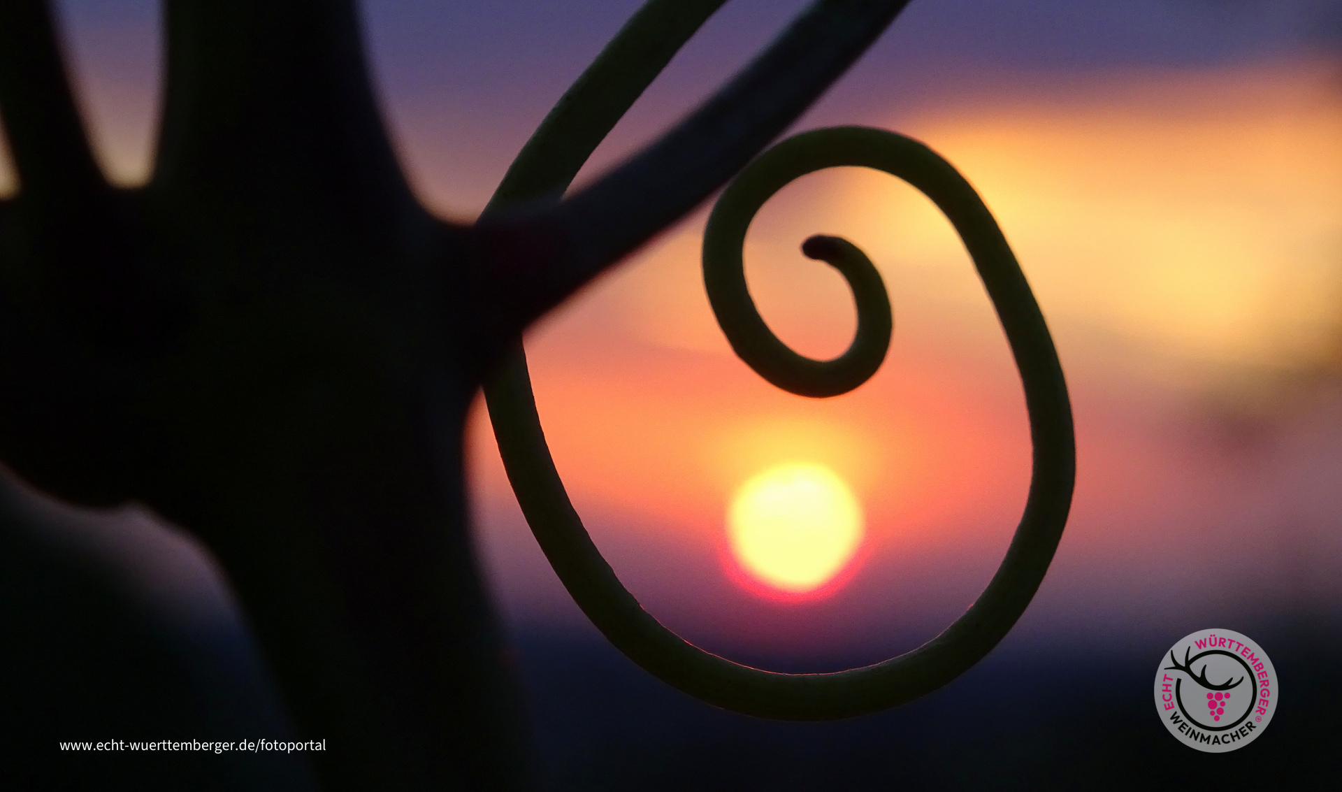 Rebenimpressionen beim Sonnenuntergang