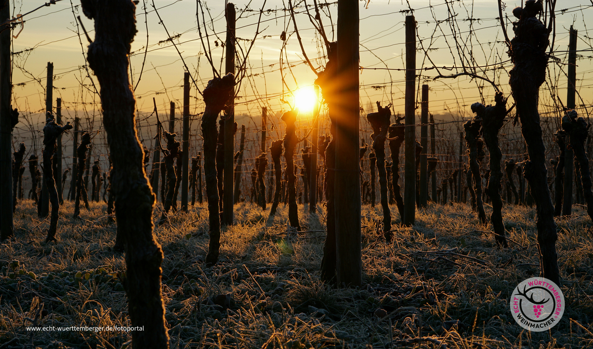 Sonnenaufgang trifft Reif