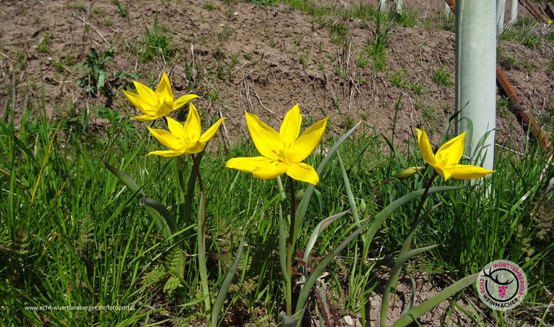 Weinbergtulpen
