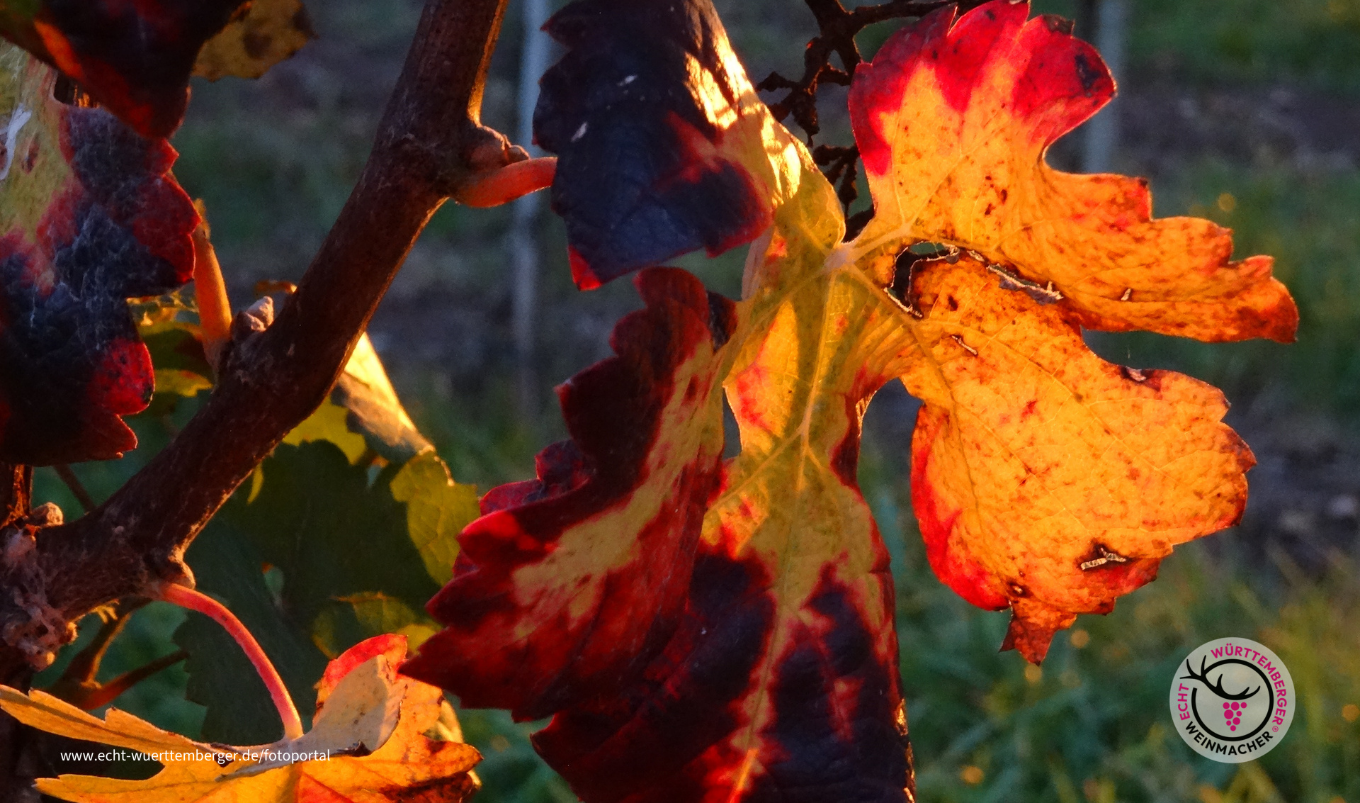 Sonnenuntergang im Weinberg Gündelbach 3.10.2017