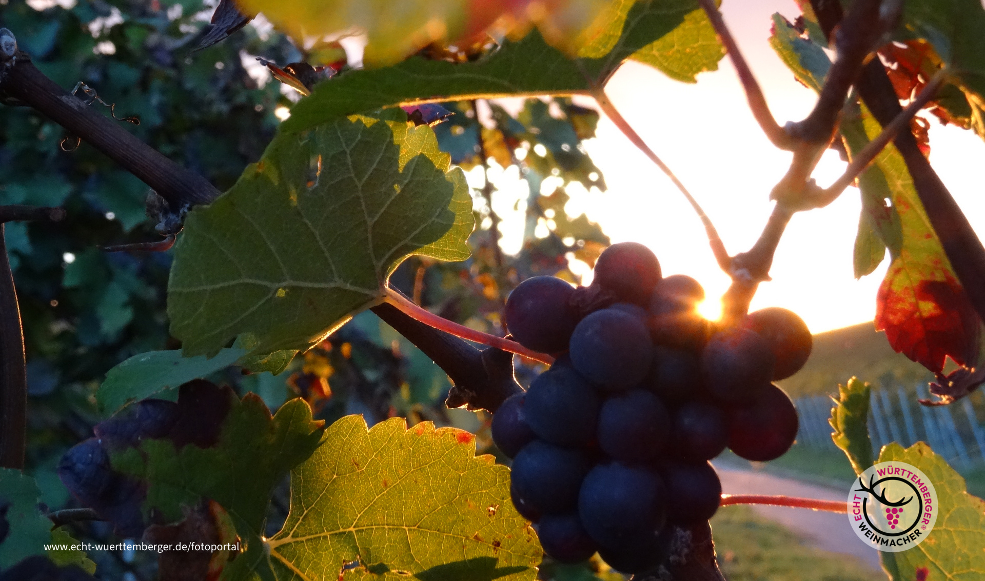 Trauben im Sonnenuntergang 3.10.2017