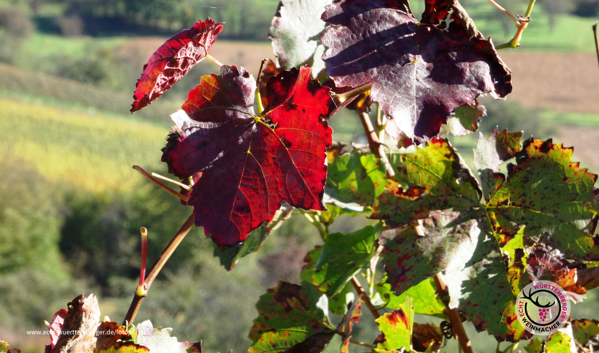 Herbst