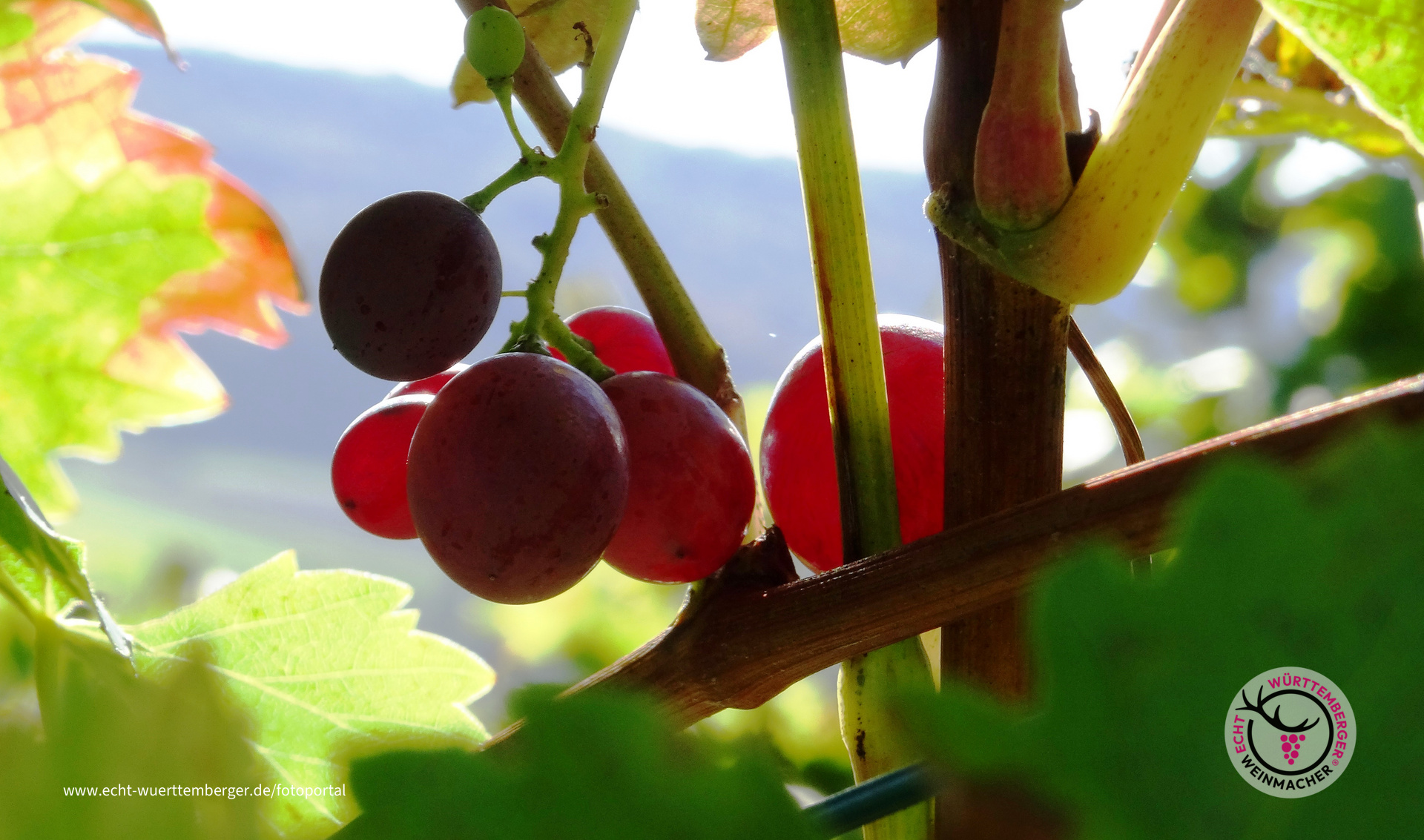 Trauben im Herbst