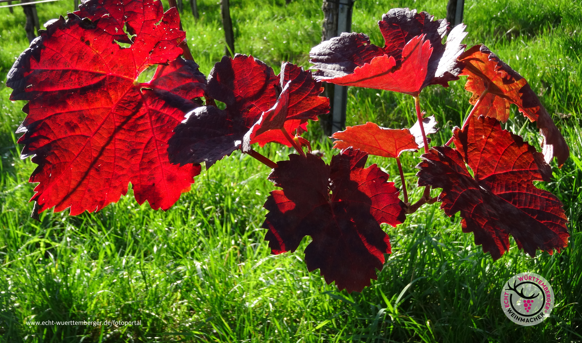 Altweibersommer am Wachtkopf