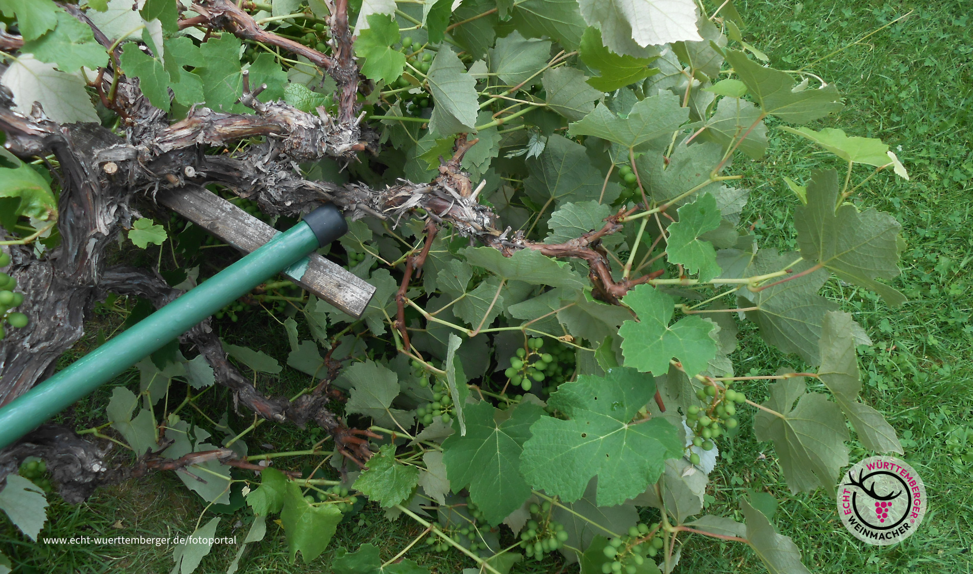 Sturmgebeugt - doch nicht gebrochen!