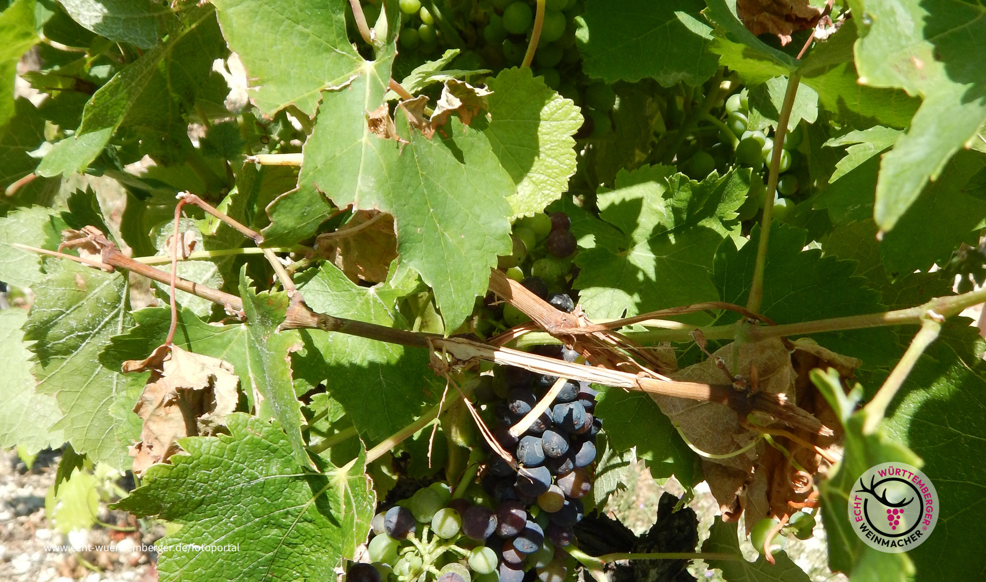 Trauben
