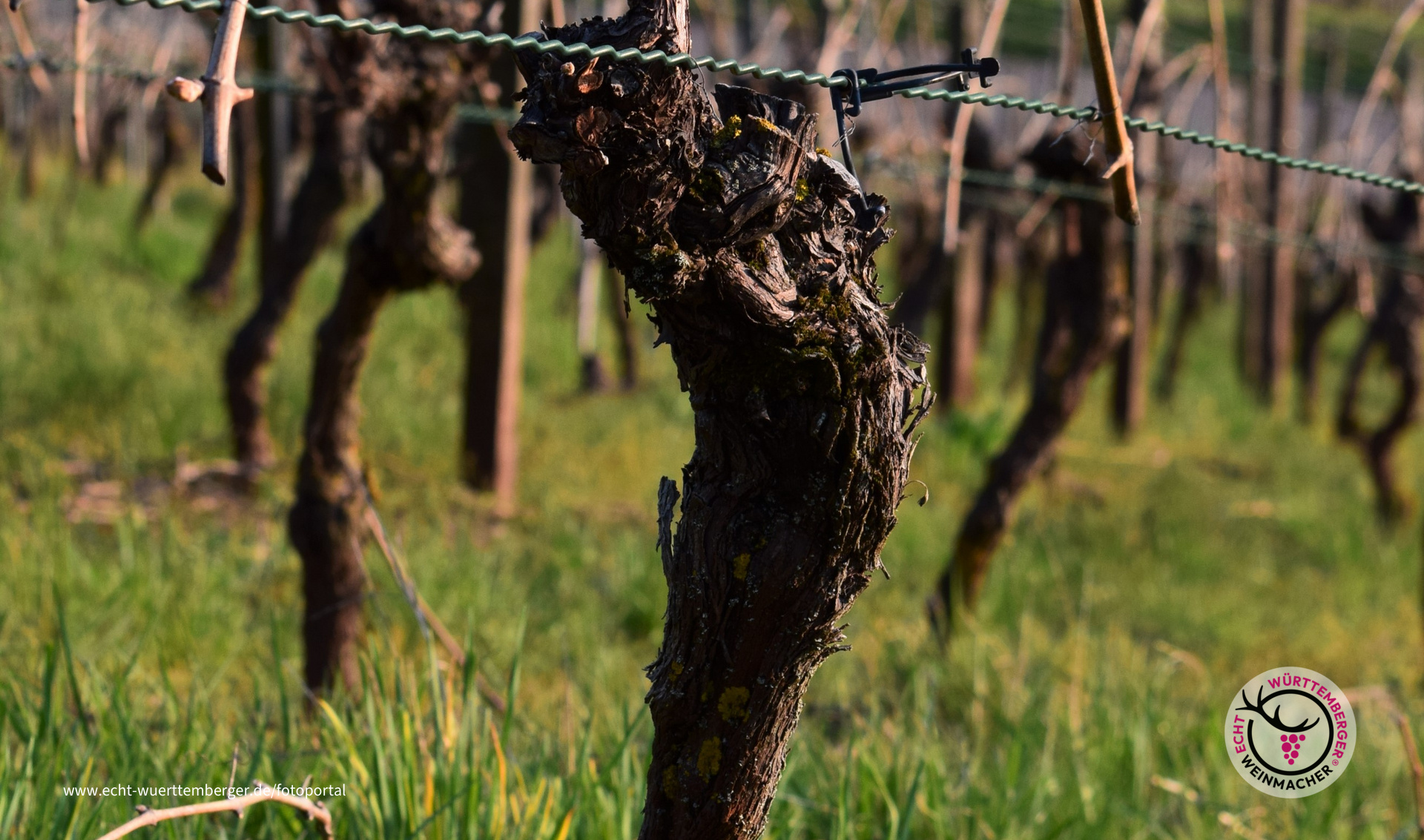 Rebstock mit gebogenen Ruten in Obersulm