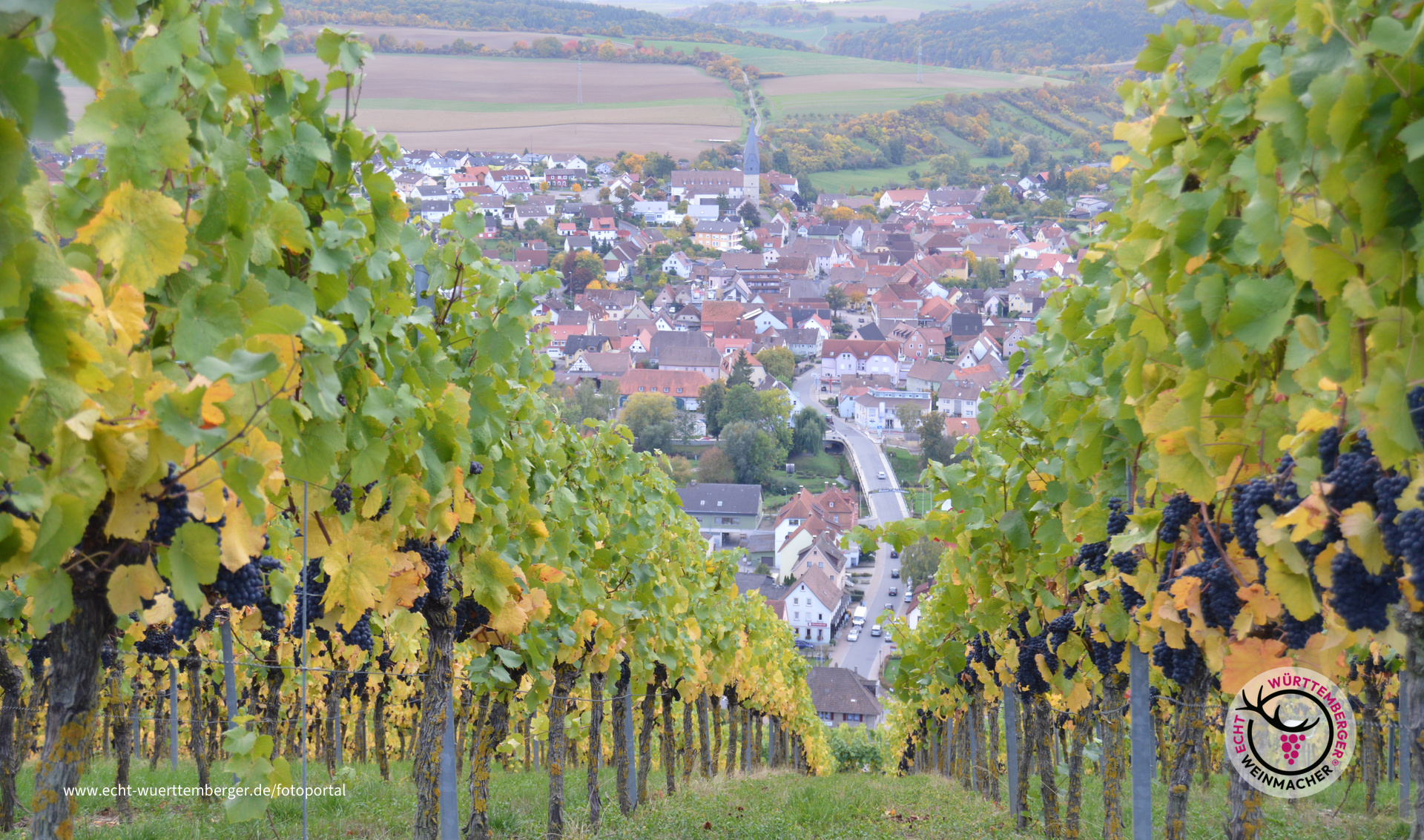 Spätburgunder über Markelsheim