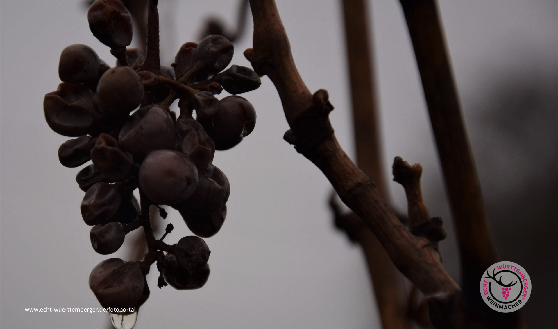 nasskalter Dezembertag im Weinberg