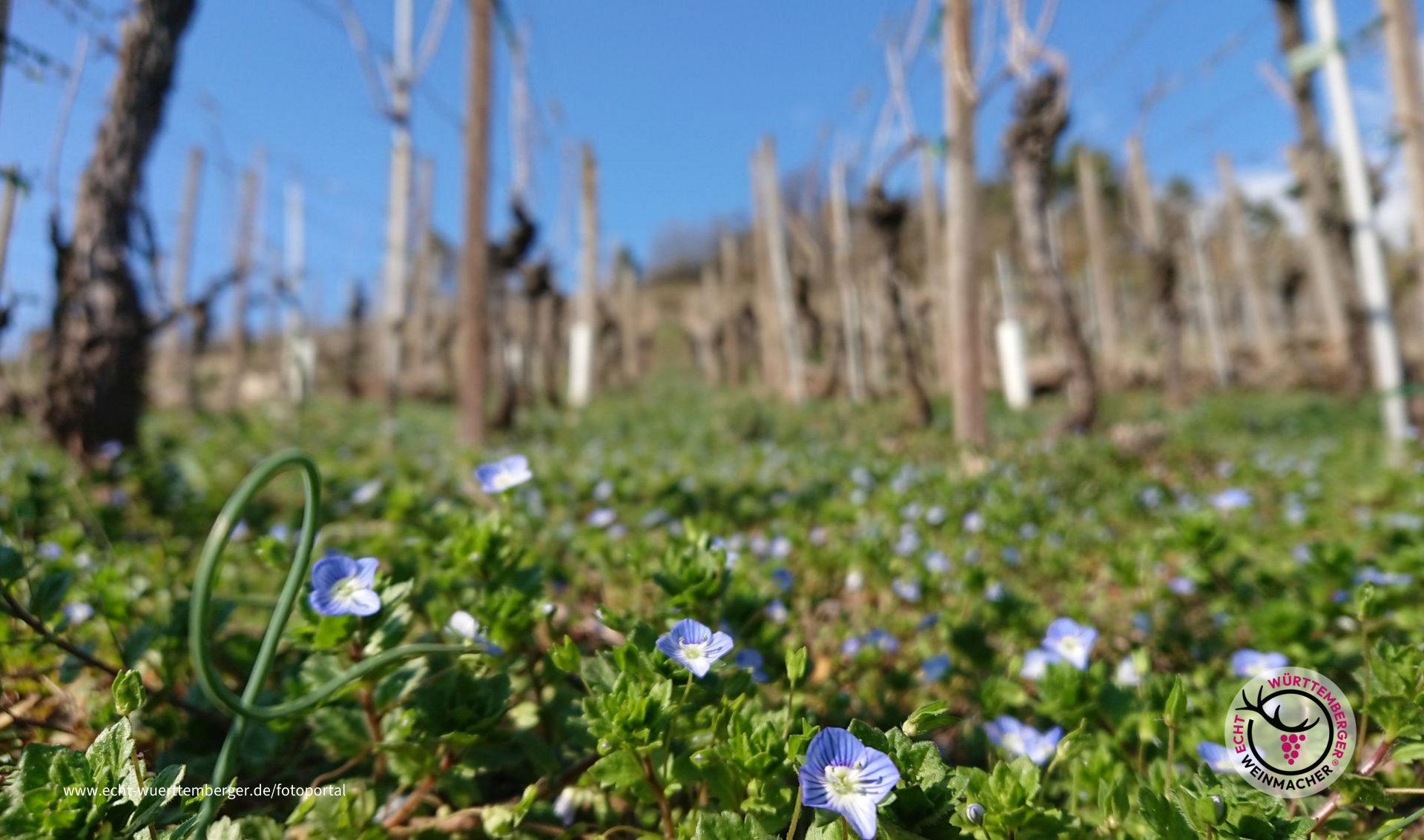 Ehrenpreis im Wengert