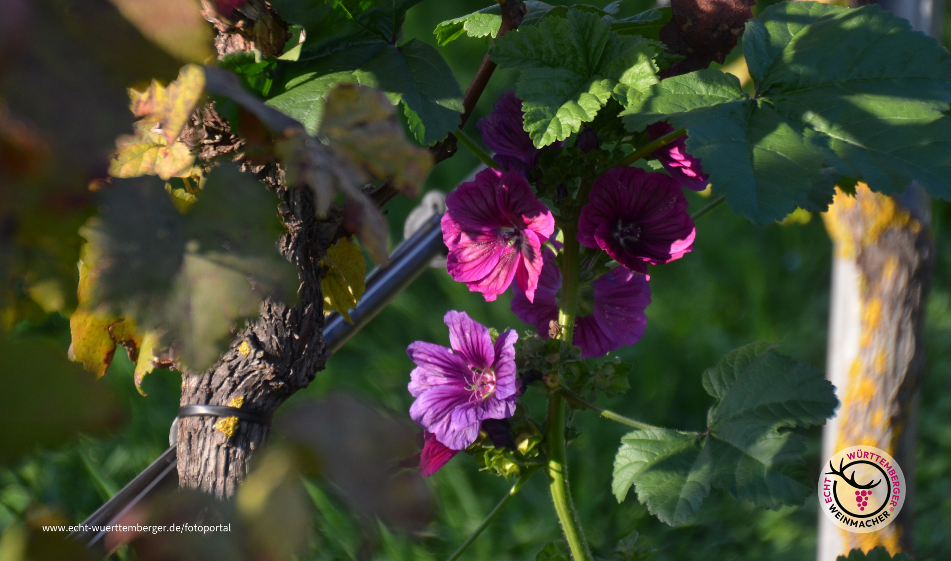 Herbstblüher im Weinberg