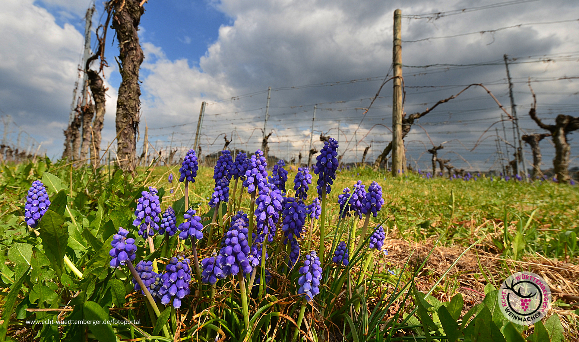 Frühling im Rebenreich