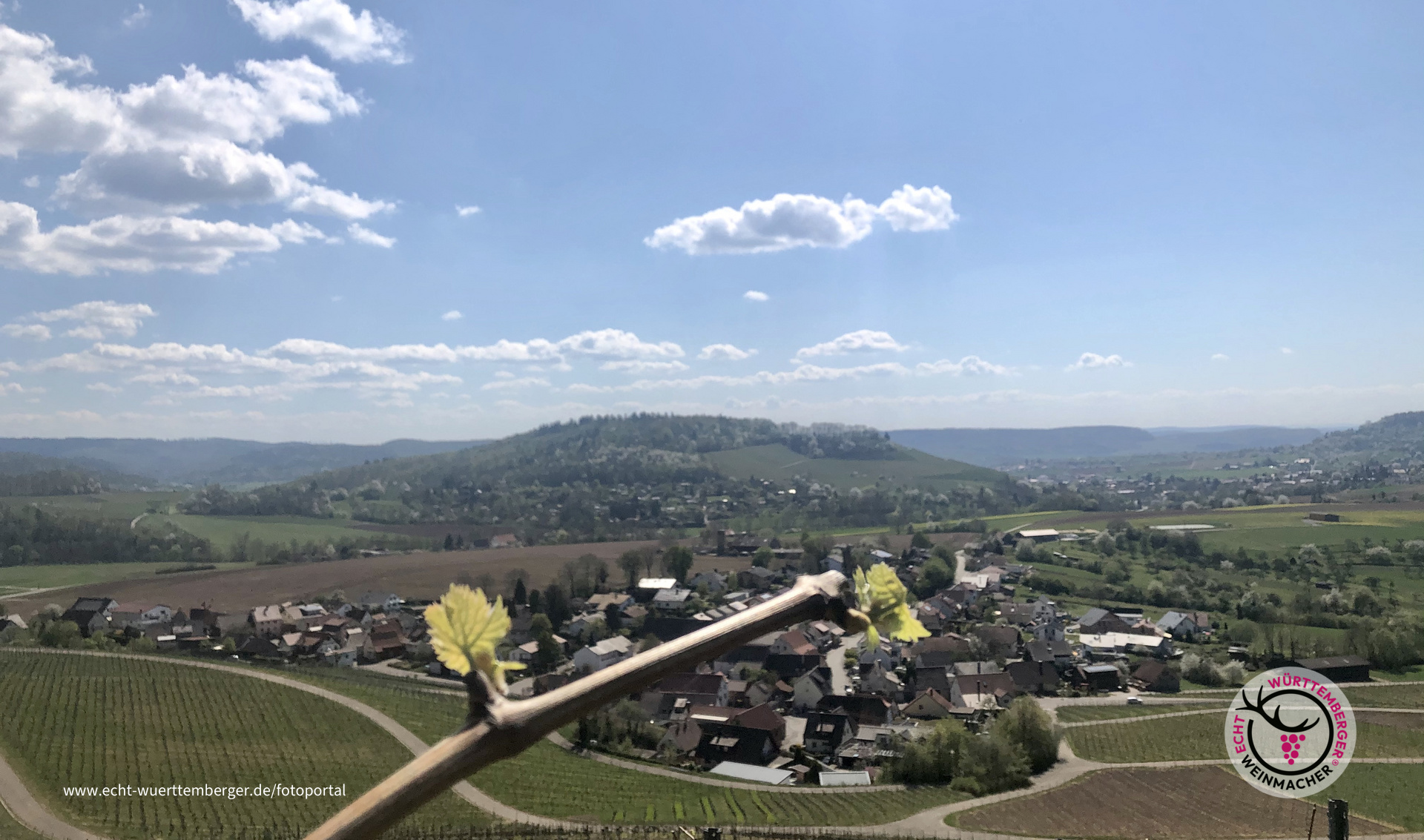 Austrieb bei Ilsfeld