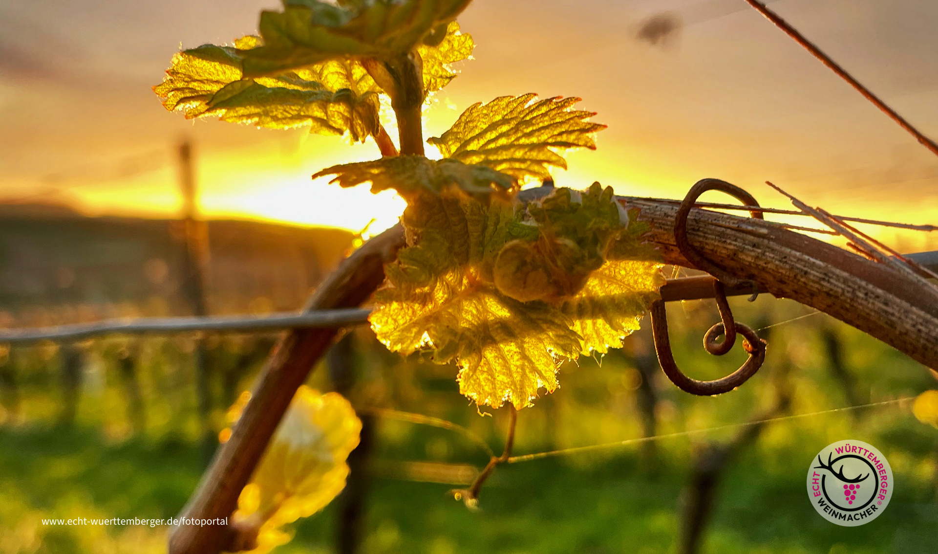 Erste Triebe an der Rebe