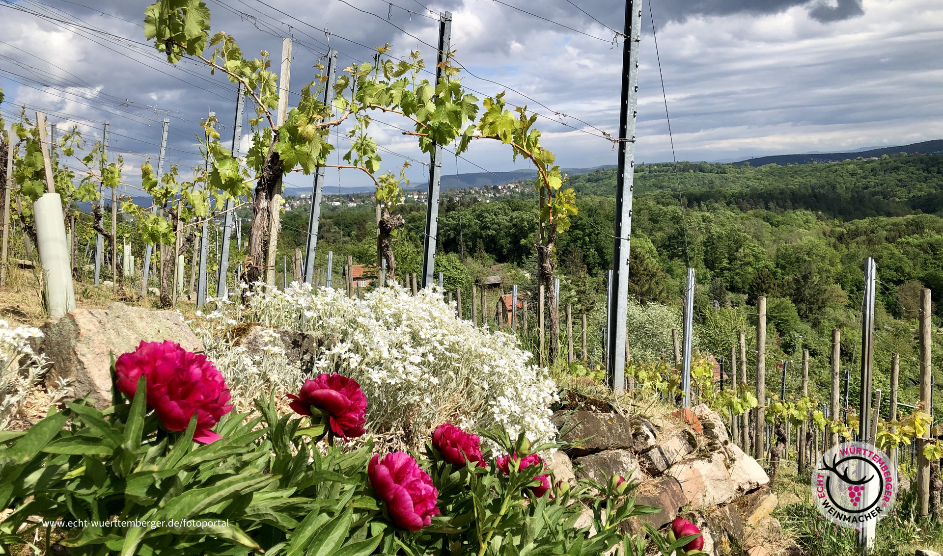Vielfalt im Wengert