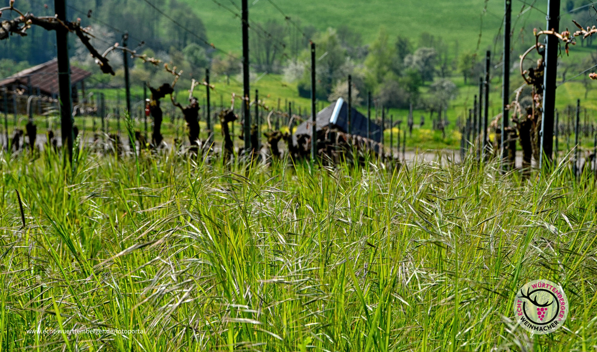 Ein Bett im Weinberg ;-)