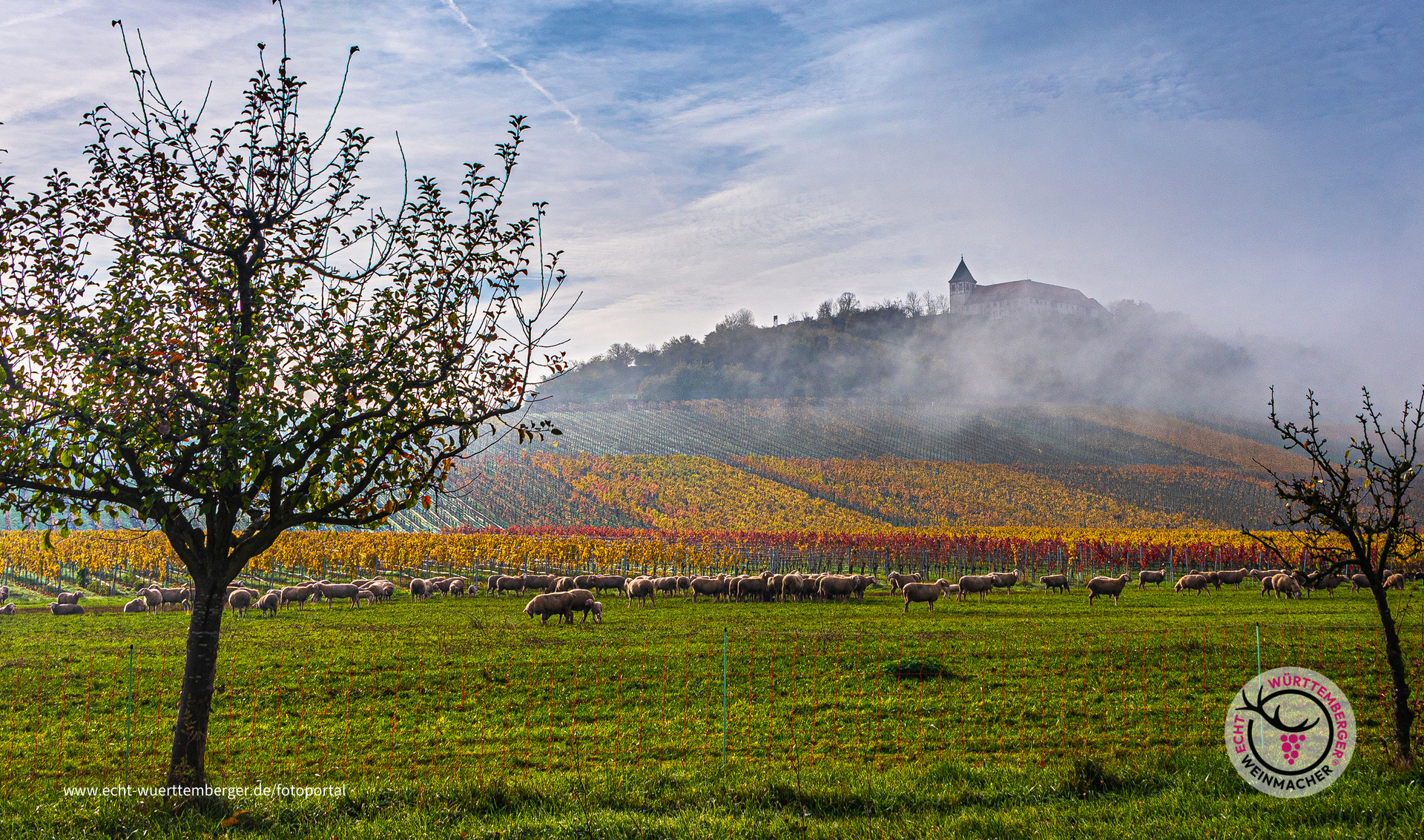 Frühnebel am Michaelsberg