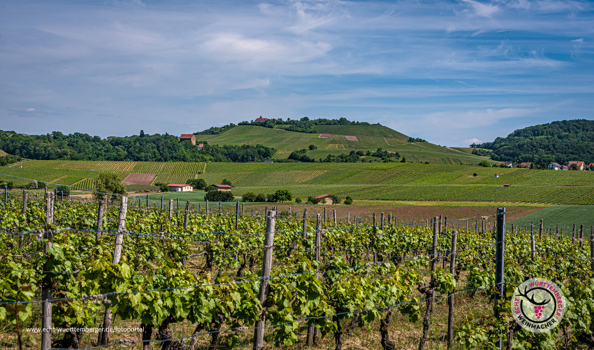 Weinberge am Michaelsberg