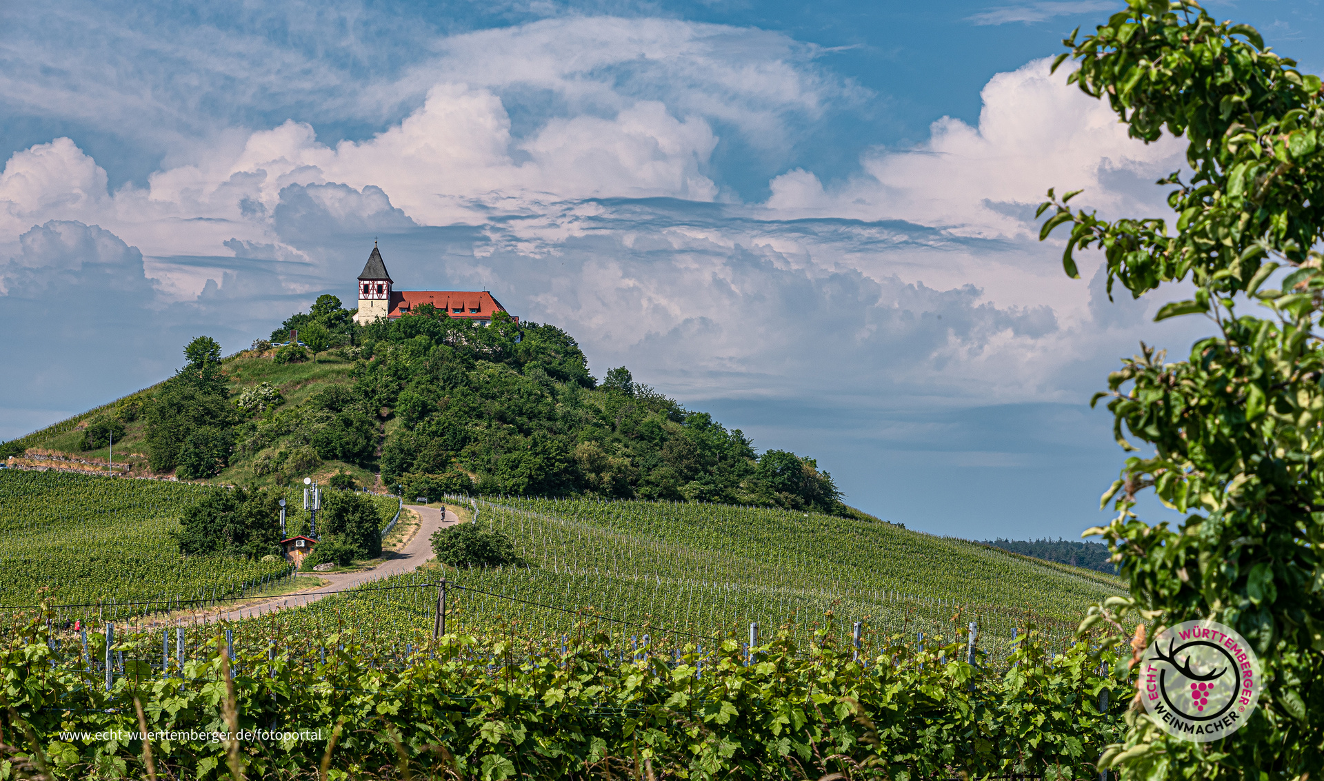 Weinberge am Michaelsberg (2)