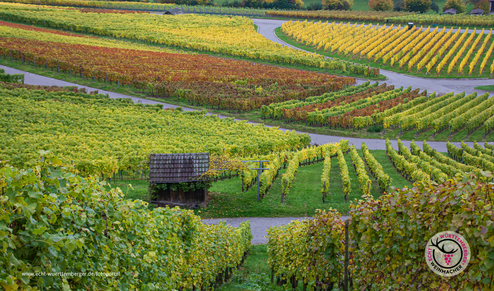 Bunte Weinberge