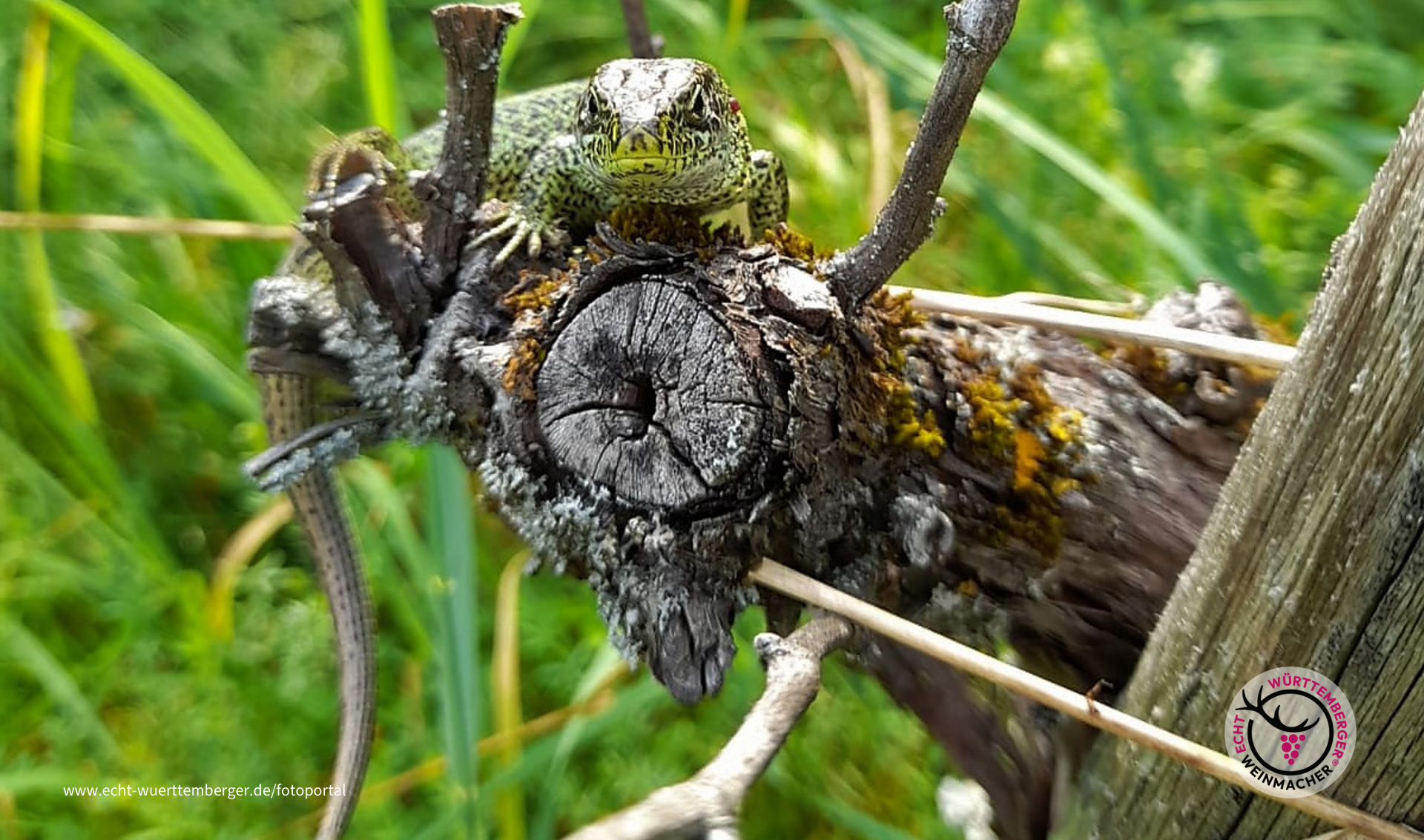 Eidechse auf Rebstock