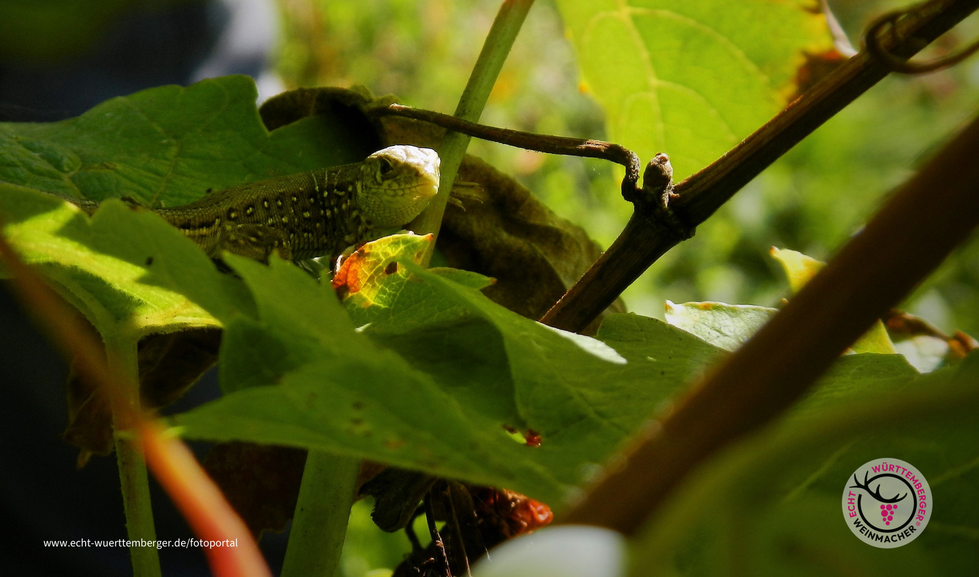 Zwischen den Rieslingtrauben