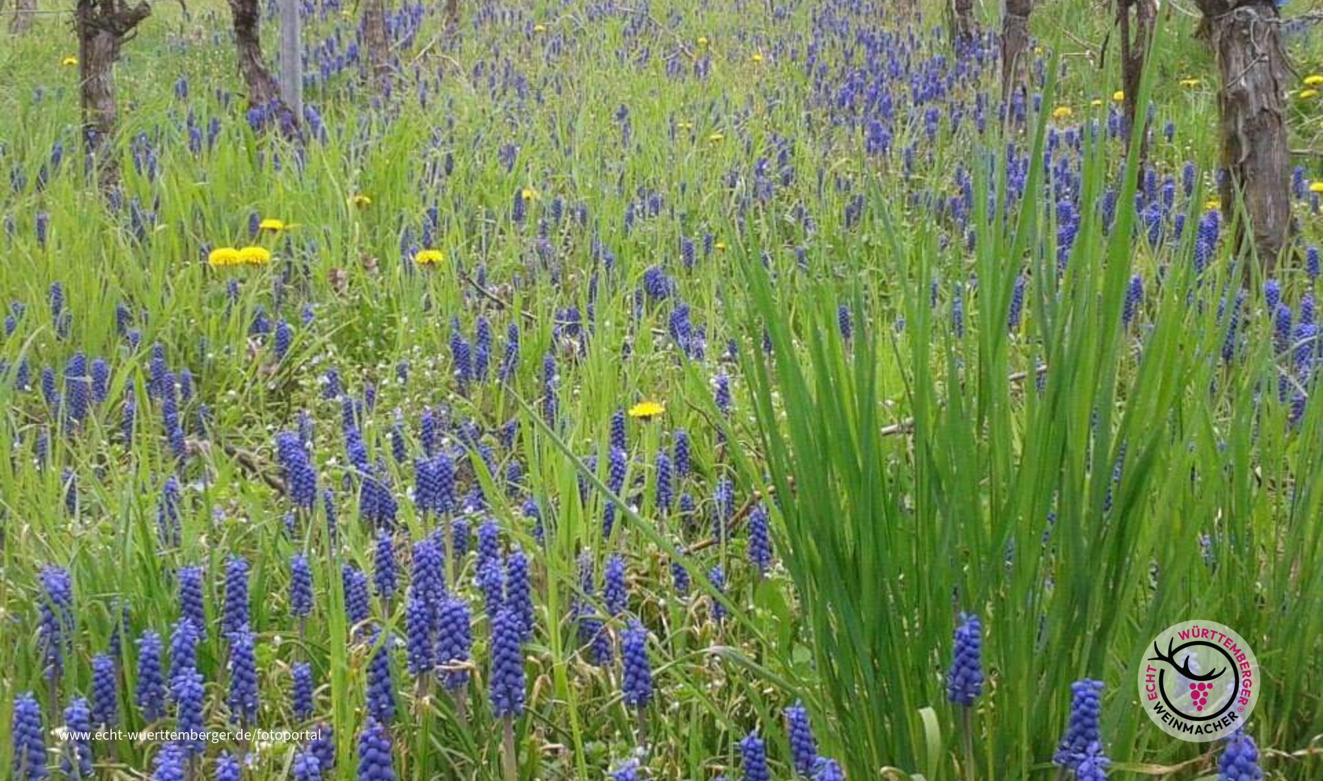 Neckarsulmer Weinberg