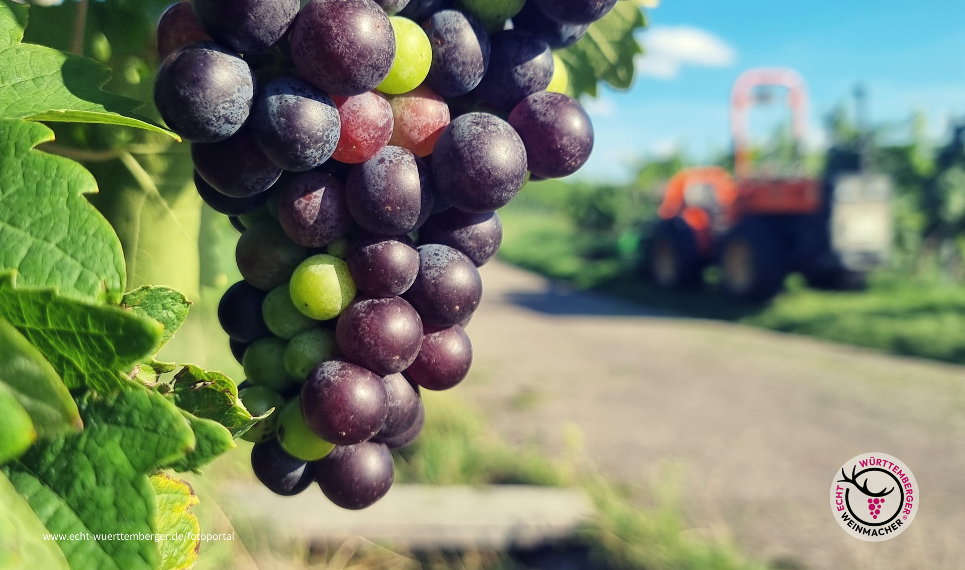 Farbenspiel im Trollinger