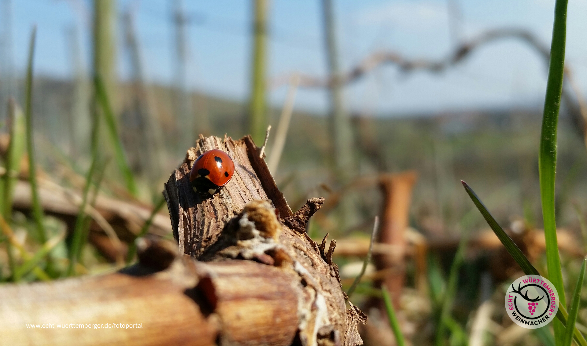 Frühlingsbote im Wengert