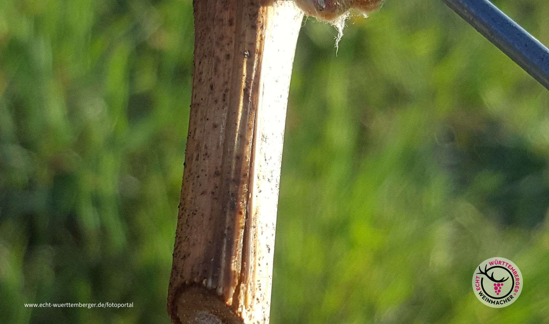 Frostiger Morgen im April