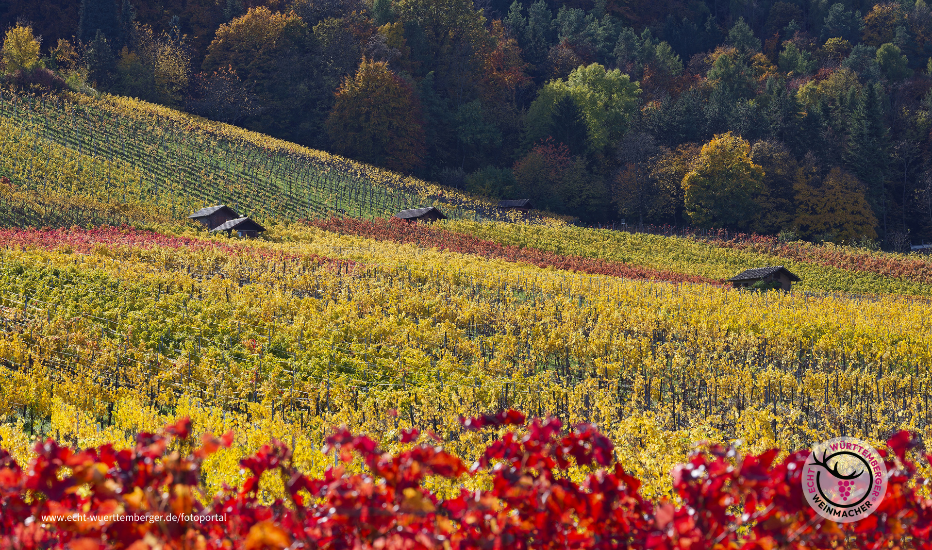 Goldener Oktober