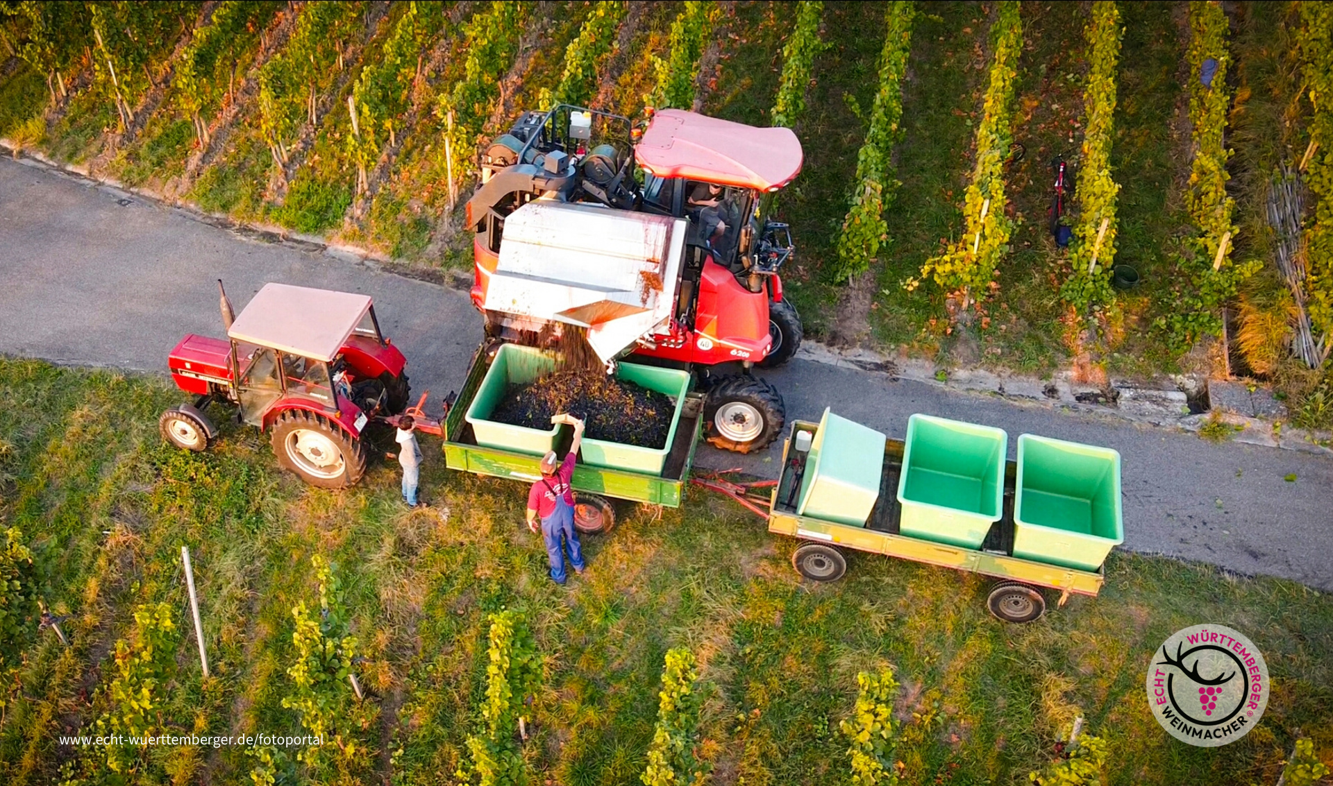 Traubenvollernter von oben