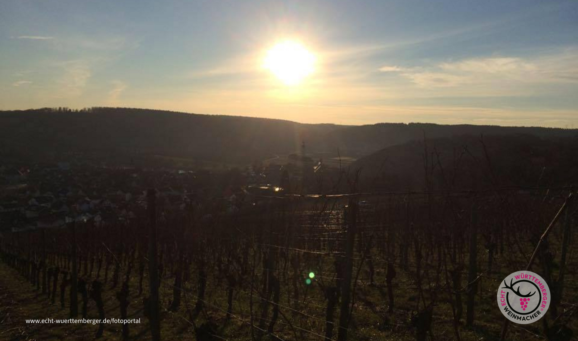 Gundelsheimer Weinberge