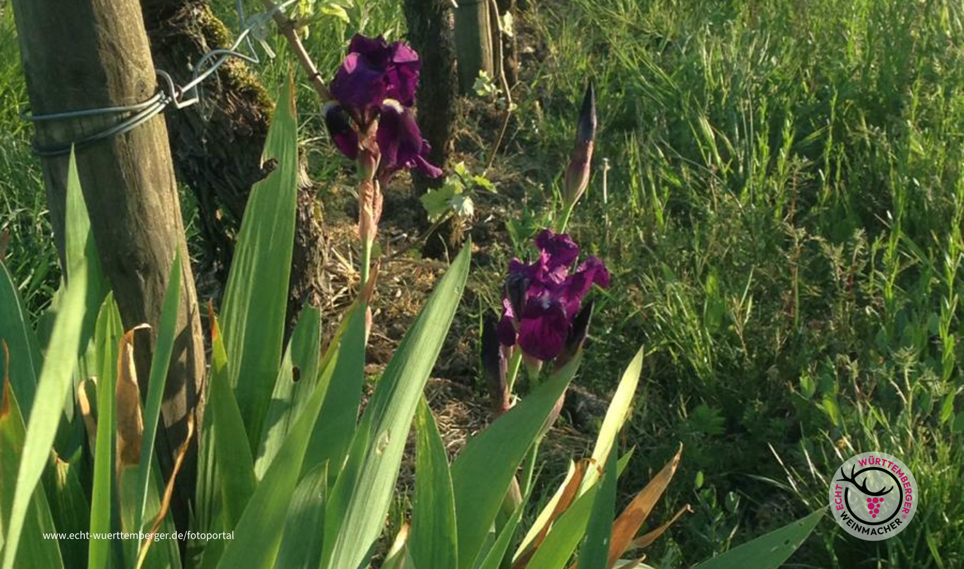 Schwertlilien im lebendigen Wengert