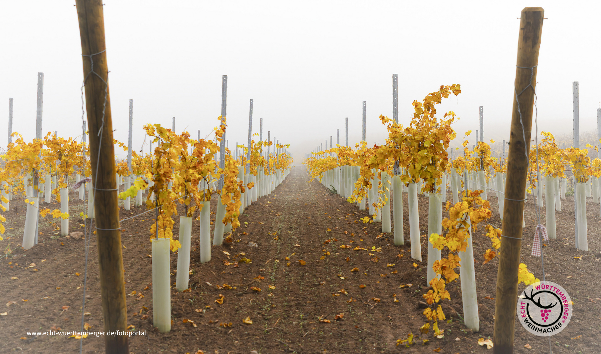 Nebel in der Heilbronner Weinbergen