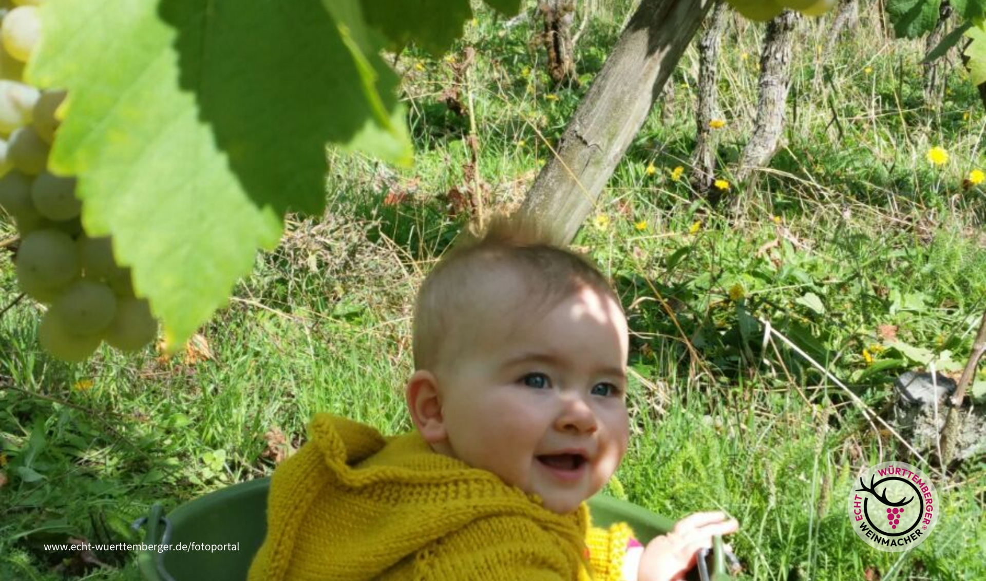 Unser Traubenbeerle ;)