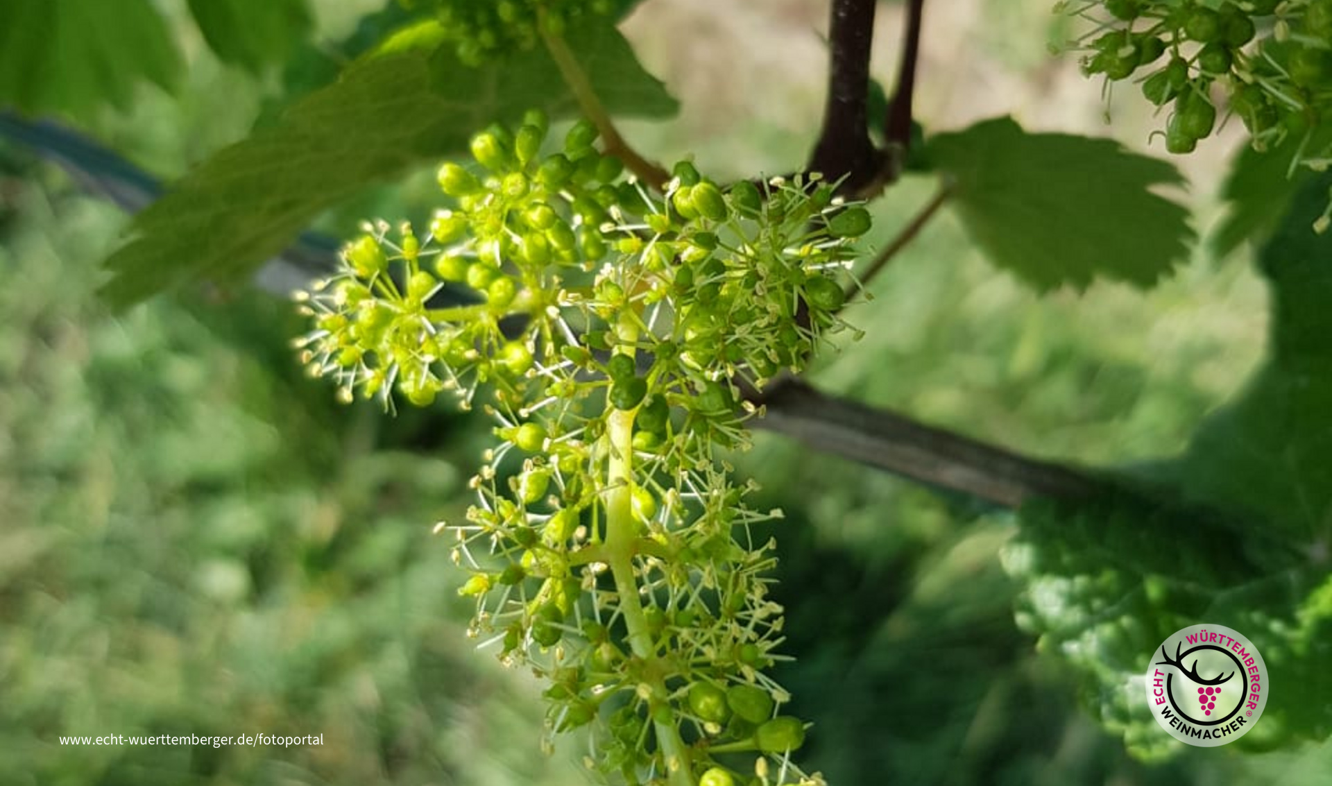 Traubenblüte