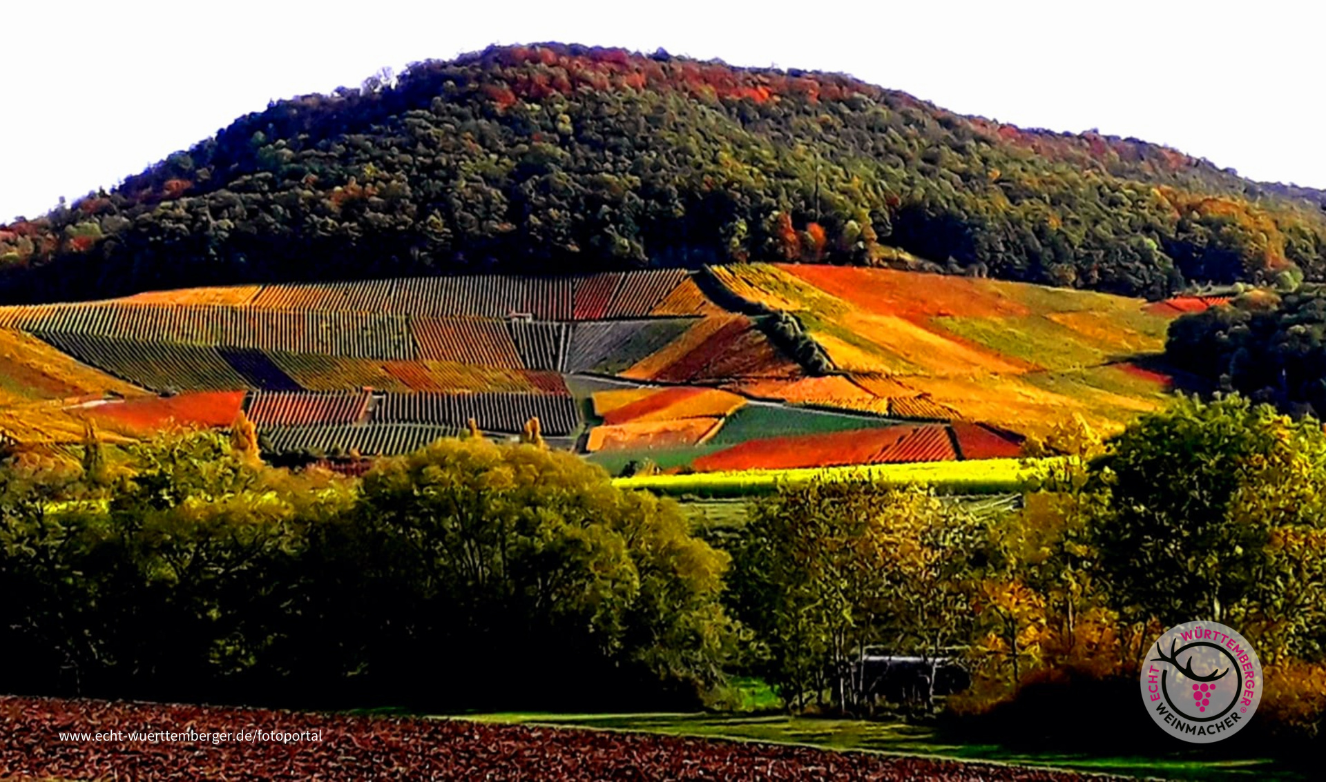Weinberge bei Michelbach 