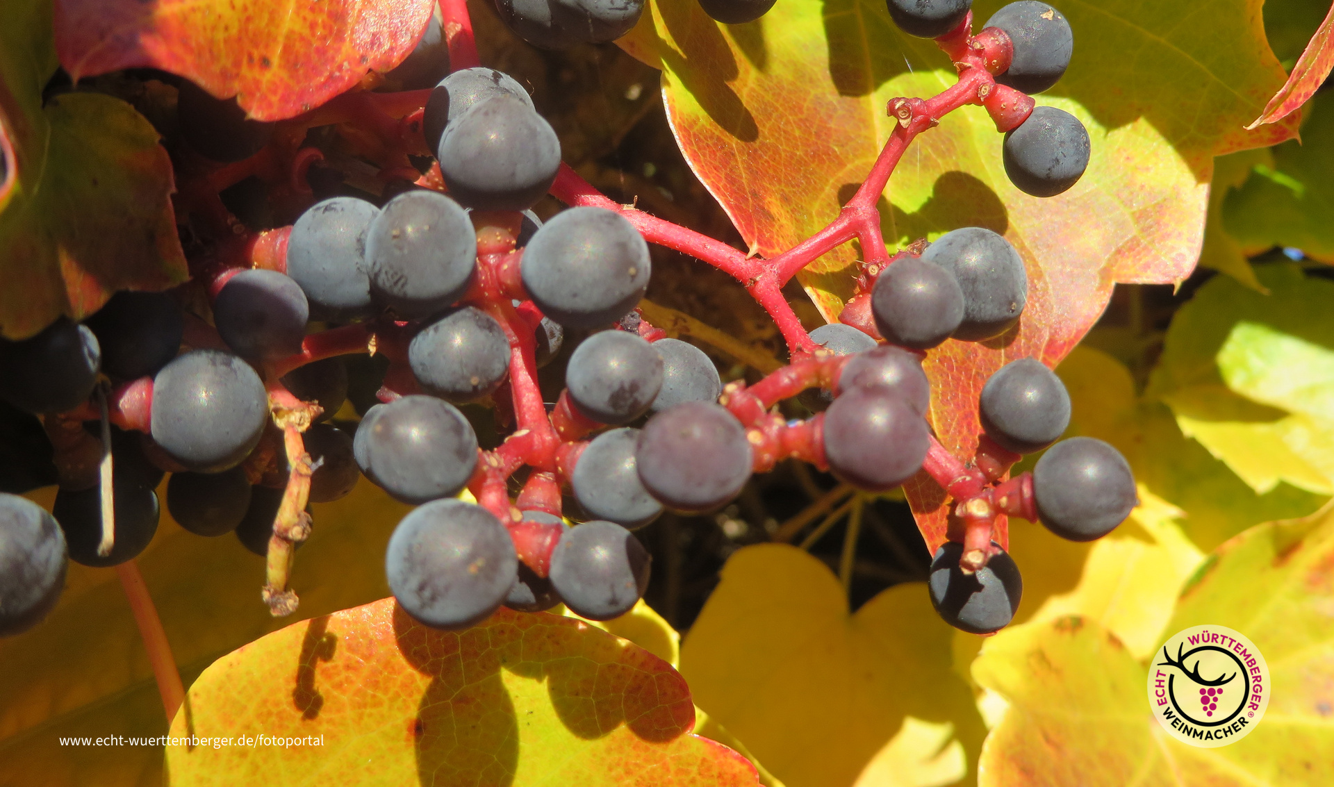 sonnige Trauben