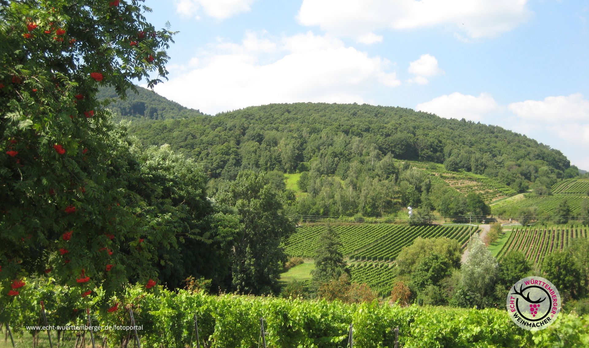 Landschaft mit Weinanbau